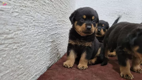 Safkan Irk Garantili Rottweiler Yavrular
