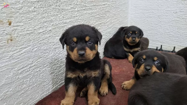 Safkan Irk Garantili Rottweiler Yavrular