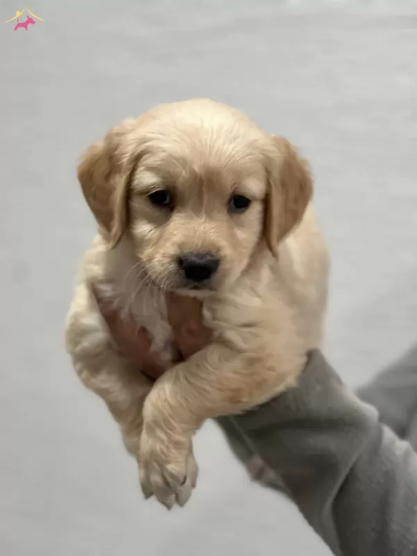 Safkan Golden Retriever Yavrularımız