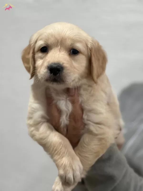 Safkan Golden Retriever Yavrularımız