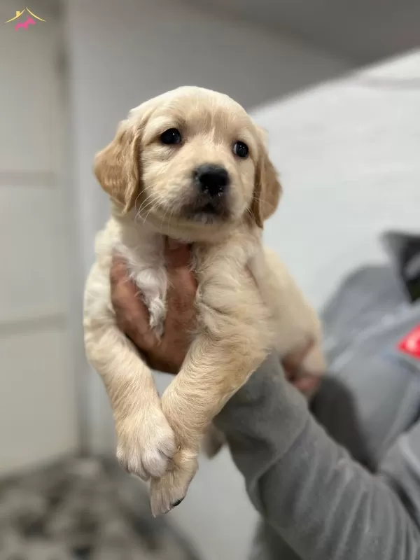 Safkan Golden Retriever Yavrularımız