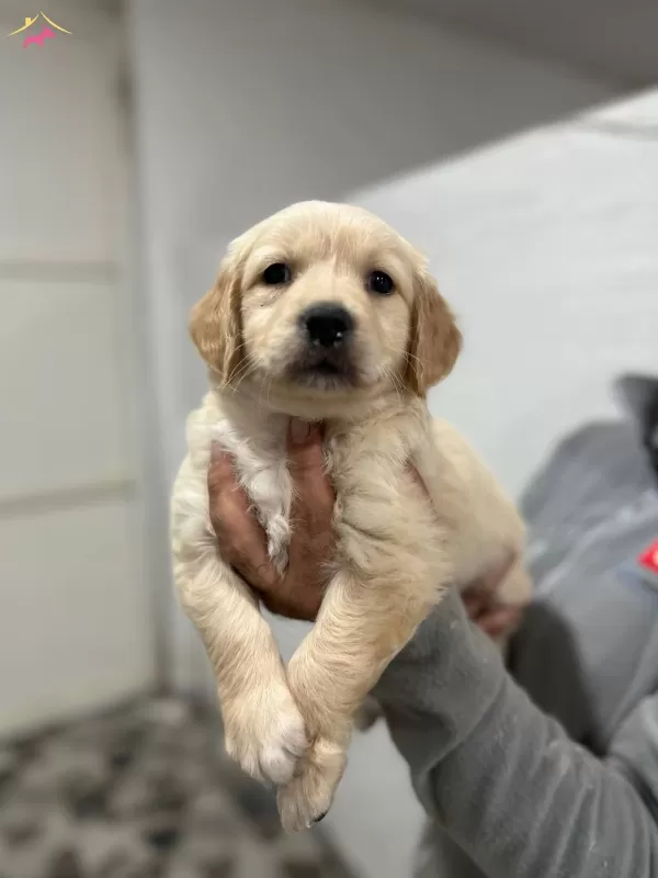 Safkan Golden Retriever Yavrularımız