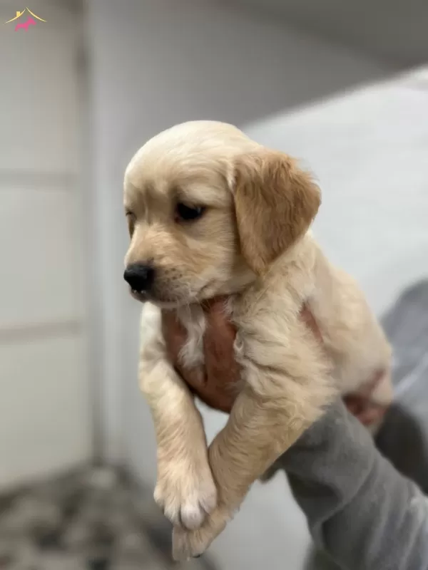 Safkan Golden Retriever Yavrularımız