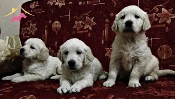 Safkan Golden Retriever