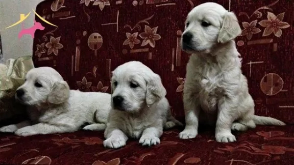 Safkan Golden Retriever