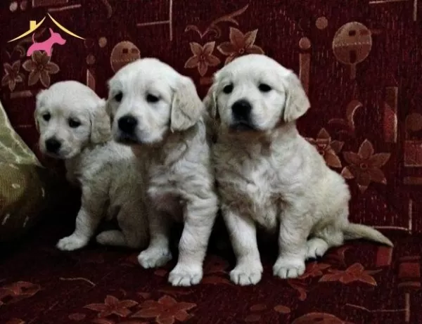 Safkan Golden Retriever