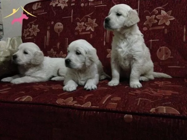 Safkan Golden Retriever