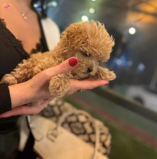 Tea Cup Kore Kanı Orjınal Anne Altından Maltipoo