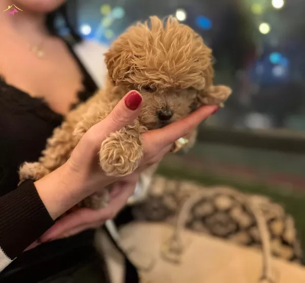 Tea Cup Kore Kanı Orjınal Anne Altından Maltipoo