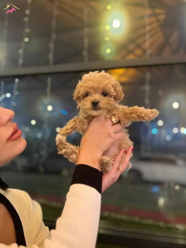 Tea Cup Kore Kanı Orjınal Anne Altından Maltipoo