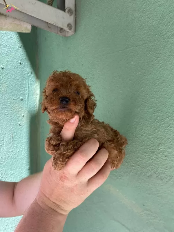 Cep Boy Red Brown Harika Toy Poodle Yavrularım