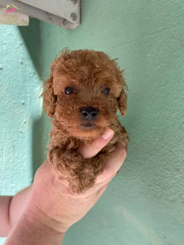 Cep Boy Red Brown Harika Toy Poodle Yavrularım