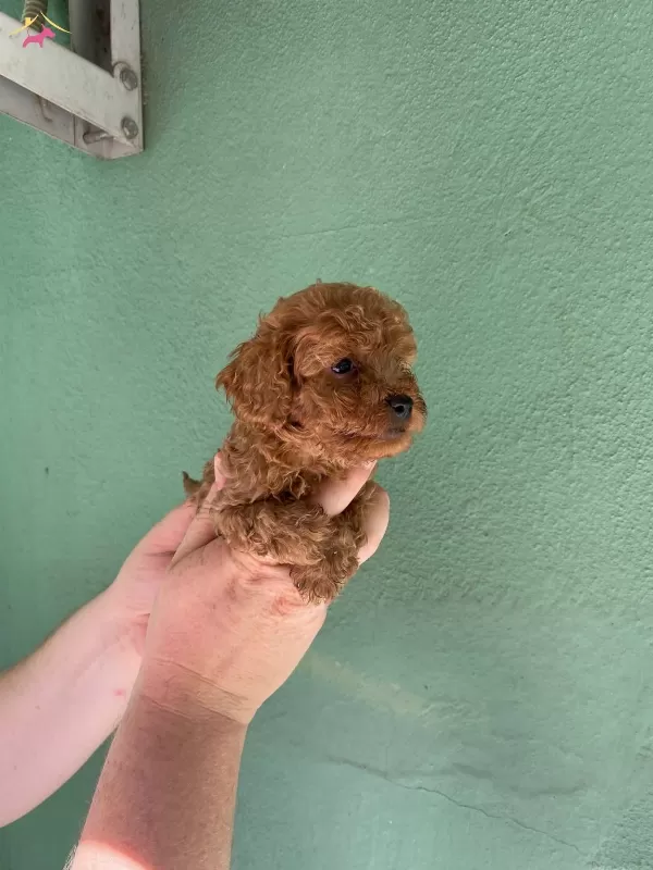 Cep Boy Red Brown Harika Toy Poodle Yavrularım
