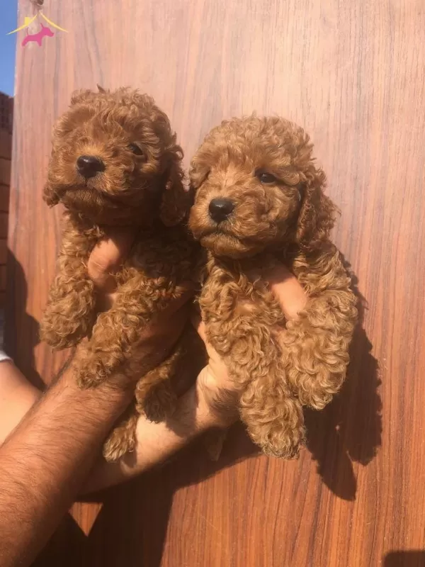 Cep Boy Red Brown Harika Toy Poodle Yavrularım