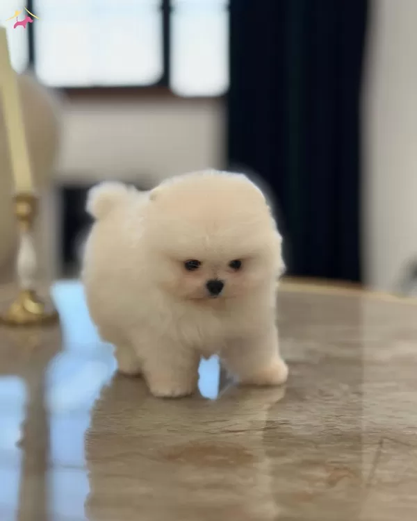 Mukemmel Karbeyaz Pomeranian Boo