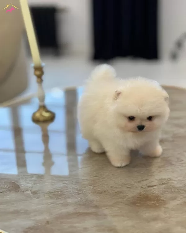 Mukemmel Karbeyaz Pomeranian Boo