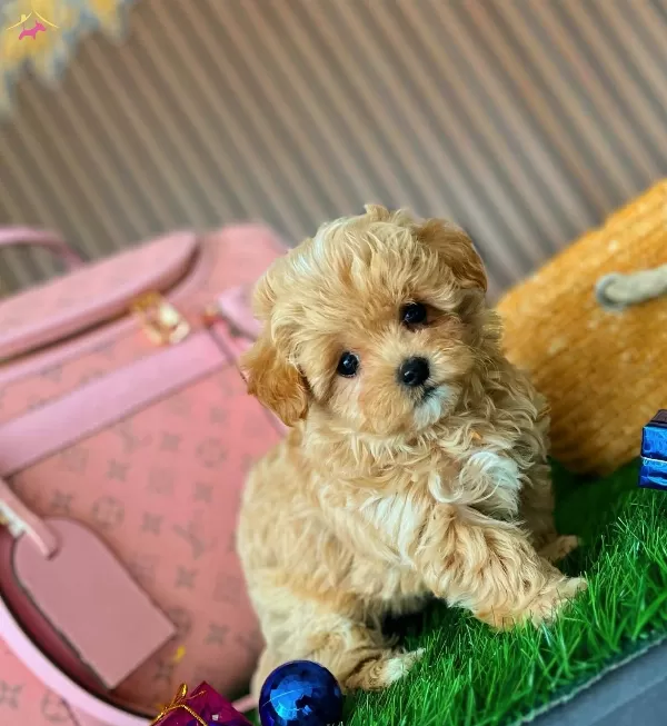 Kore Teddy Babyface Maltipoo Yavrularımiz