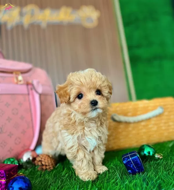 Kore Teddy Babyface Maltipoo Yavrularımiz