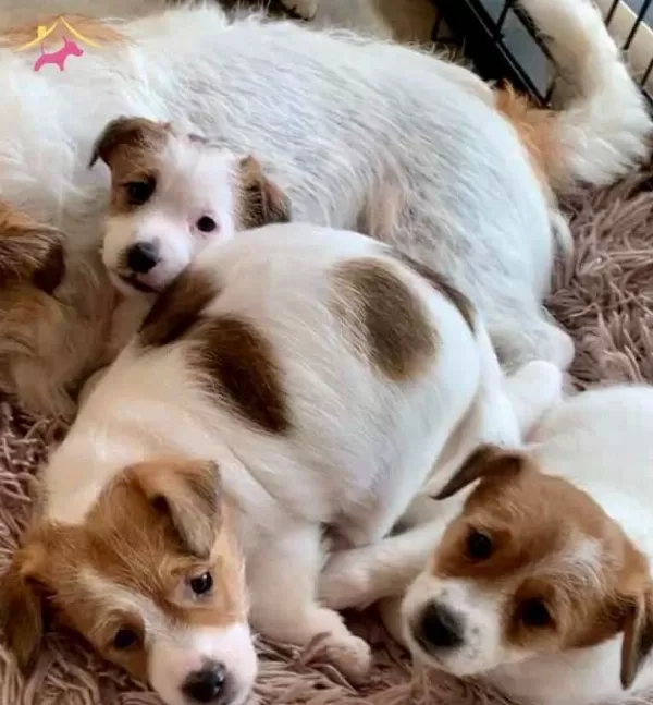 Jack Russel Bebeklerimiz