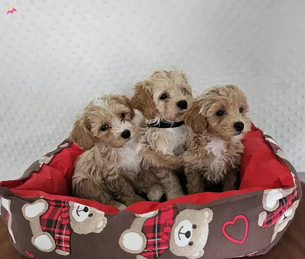Ev Uretimi Sağlık Garantili Maltipoo Yavrularımız