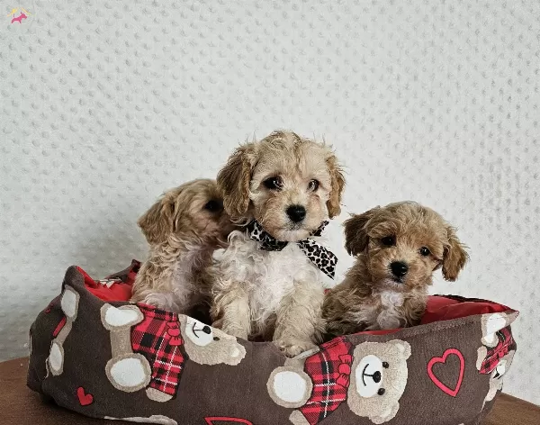 Ev Uretimi Sağlık Garantili Maltipoo Yavrularımız