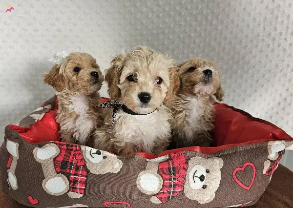 Ev Uretimi Sağlık Garantili Maltipoo Yavrularımız