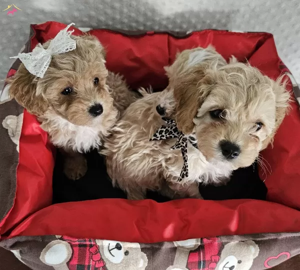 Ev Uretimi Sağlık Garantili Maltipoo Yavrularımız