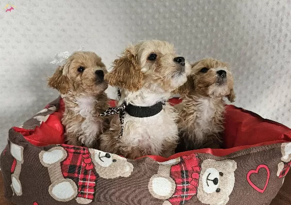 Ev Uretimi Sağlık Garantili Maltipoo Yavrularımız