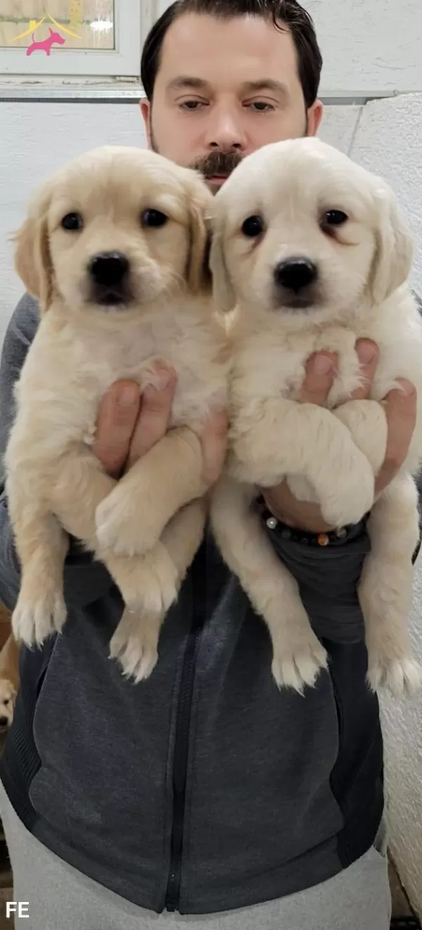 2 Aylık Golden Bebeklerimiz