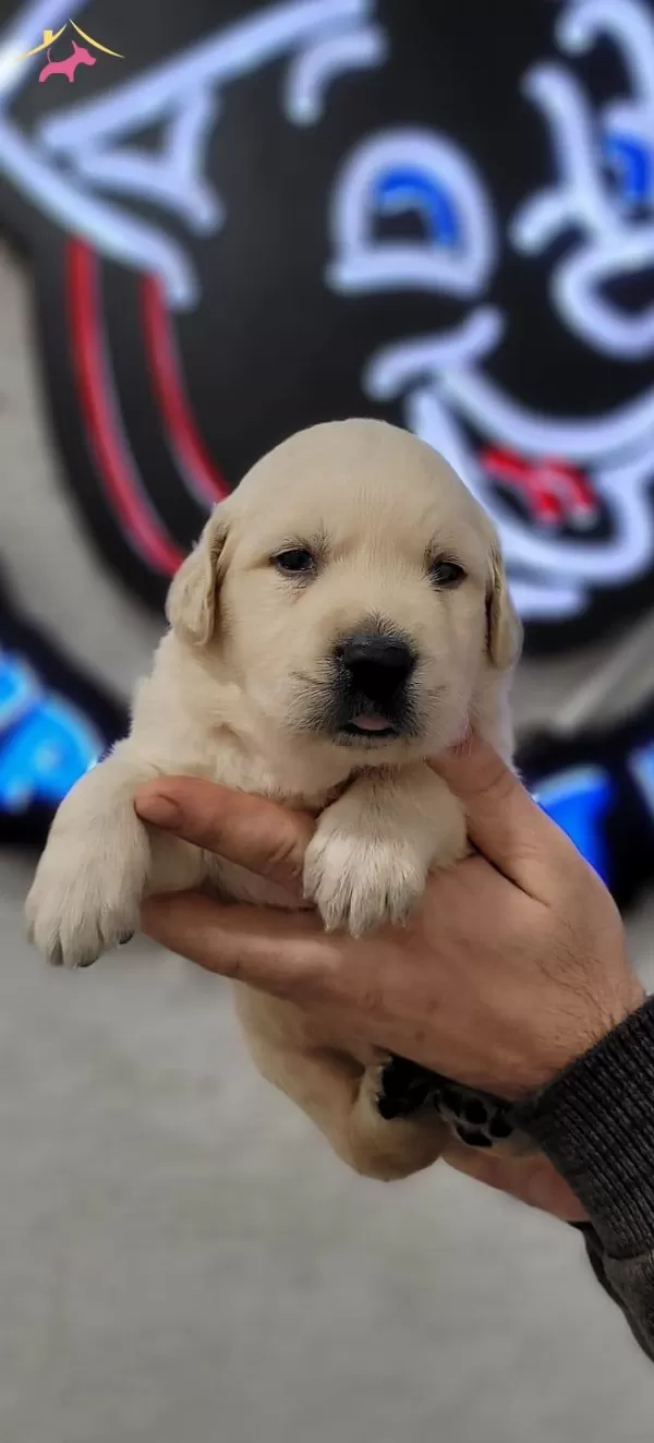2 Aylık Golden Bebeklerimiz
