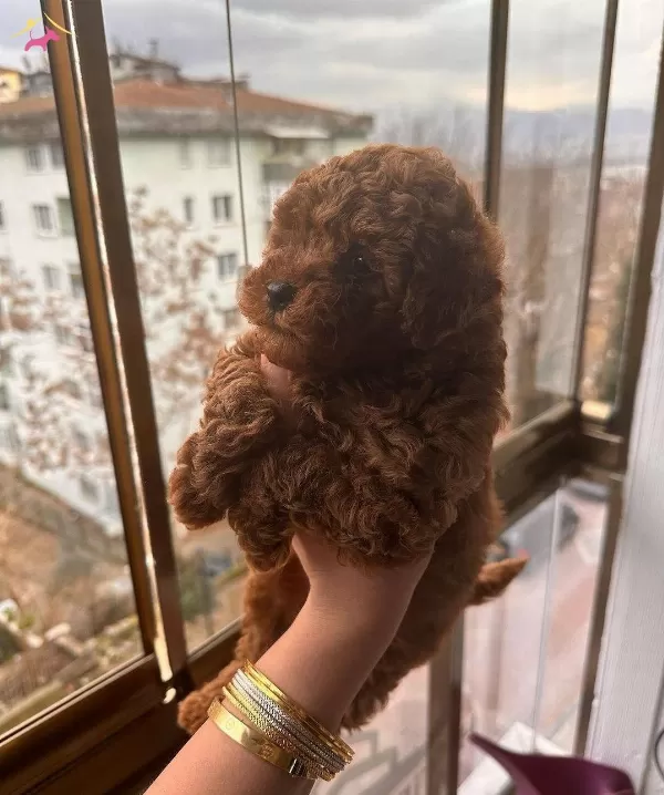 Anne Altından Red Brown Kore Poodle Tea Cup