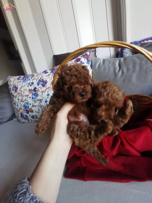 Anne Altından Red Brown Kore Poodle Tea Cup
