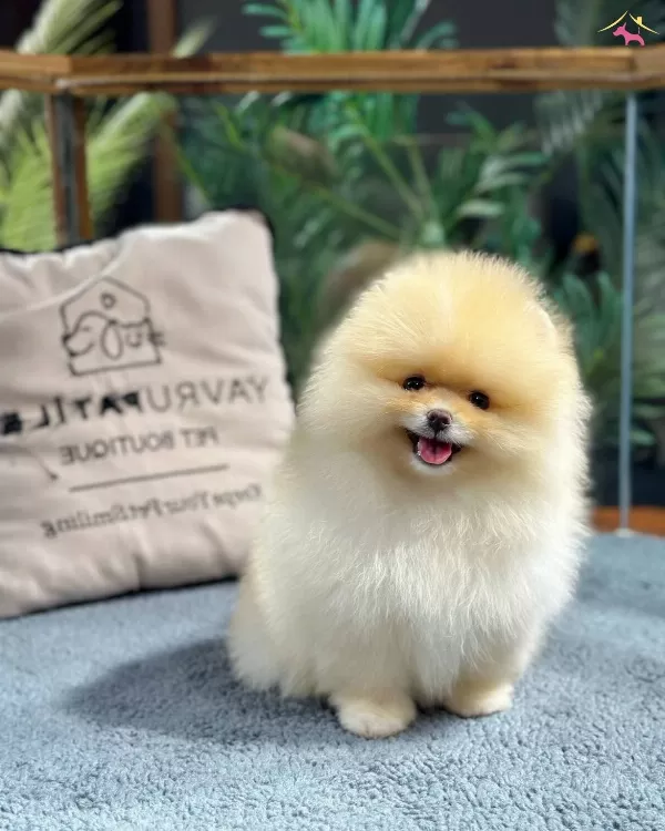 Neşe Kaynagı Pomeranian Boo Yavrularımız