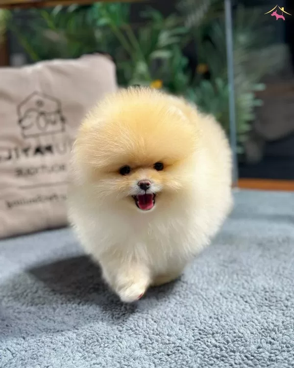Neşe Kaynagı Pomeranian Boo Yavrularımız