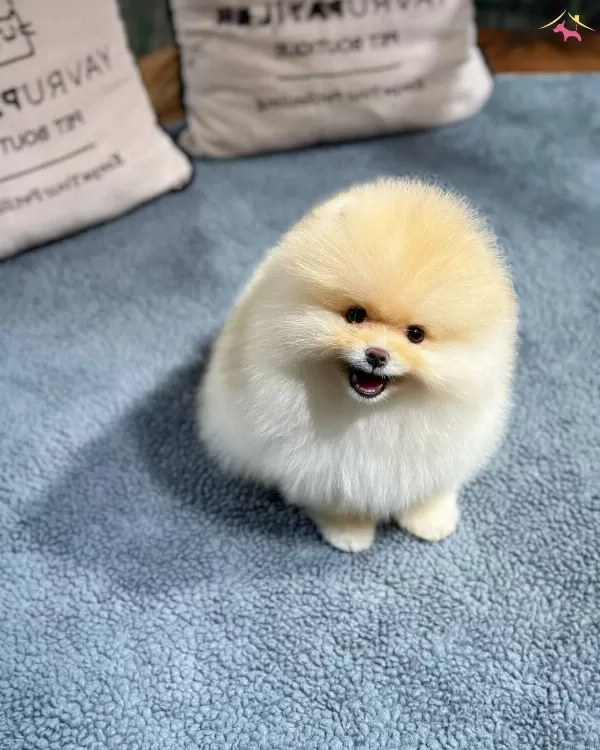 Neşe Kaynagı Pomeranian Boo Yavrularımız