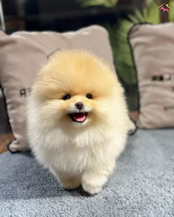 Neşe Kaynagı Pomeranian Boo Yavrularımız