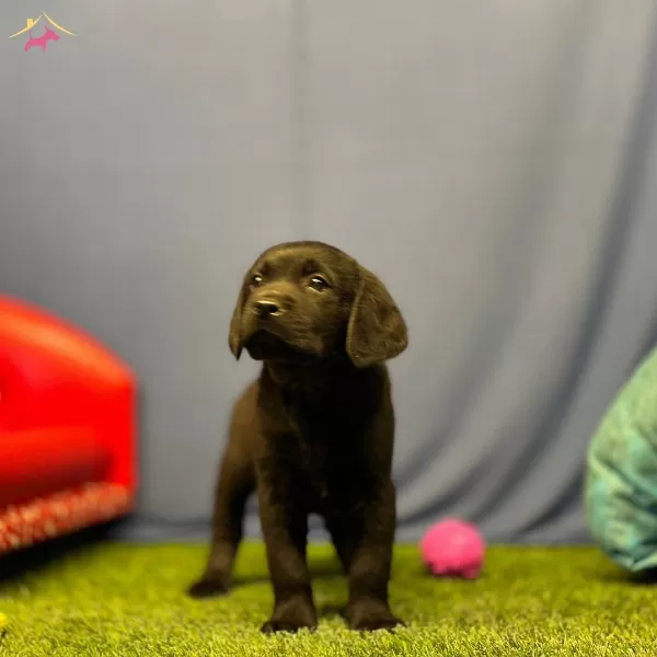 Renk Renk Labrador Yavruları