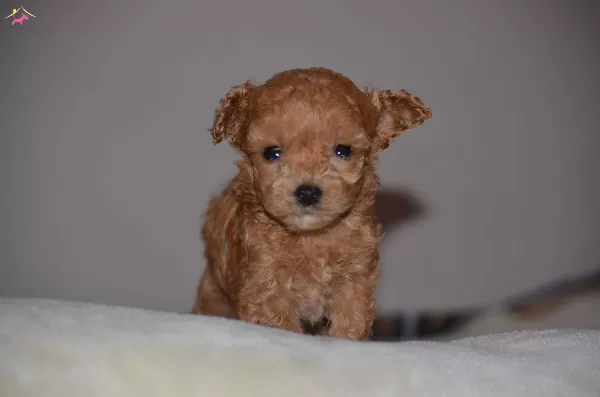 Toy Poodle Yavru Micro