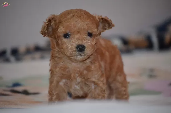 Toy Poodle Yavru Micro