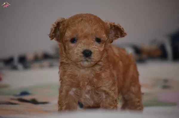 Toy Poodle Yavru Micro