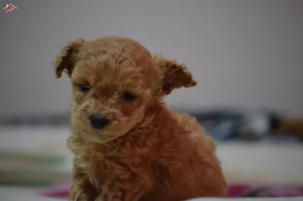 Toy Poodle Yavru Micro