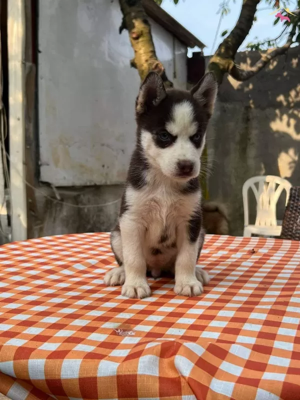 Safkan Irk Garantili Husky Yavrular