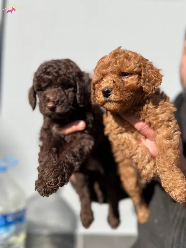 Micro Toypoodle Yavrular