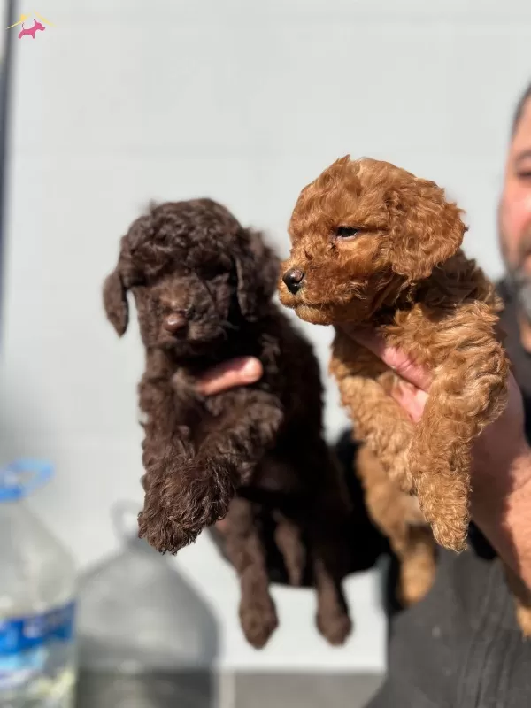 Micro Toypoodle Yavrular