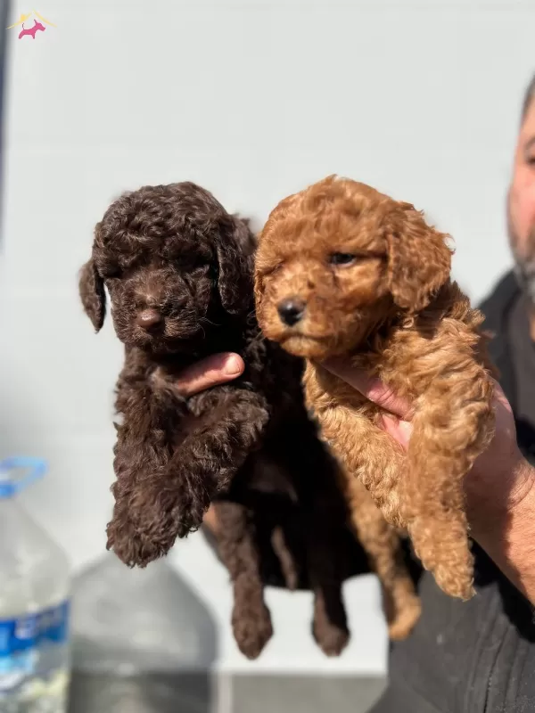Micro Toypoodle Yavrular