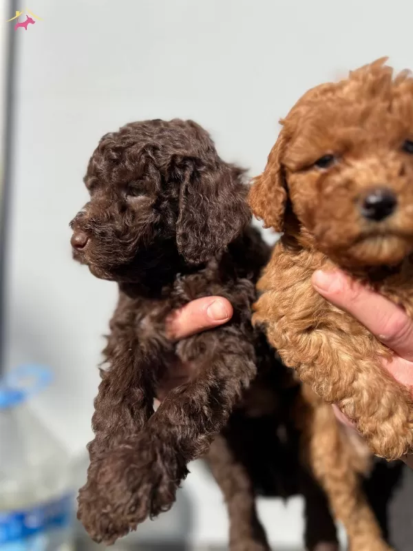 Micro Toypoodle Yavrular