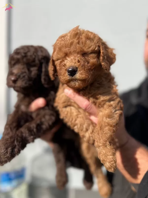 Micro Toypoodle Yavrular