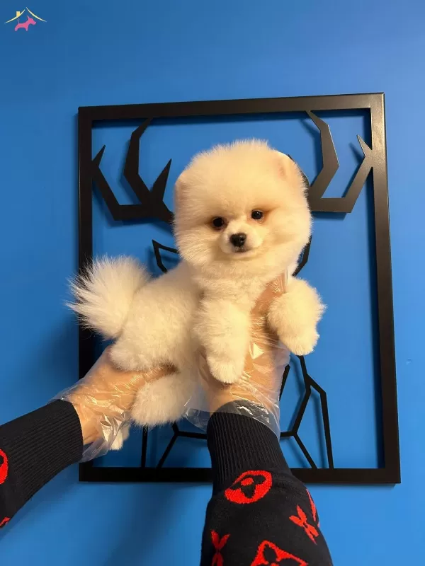 Irk Garantili Pomeranian Boo Bebekler