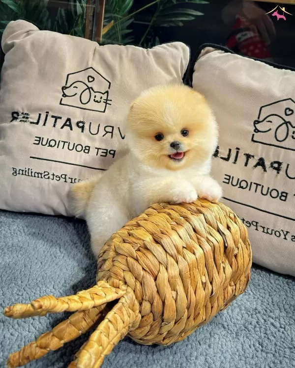 Oyuncu Karakterli Pomeranian Yavrularımız