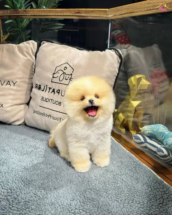 Oyuncu Karakterli Pomeranian Yavrularımız